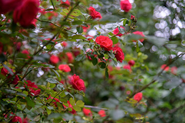 Obraz premium Closeup of rose bush flowers