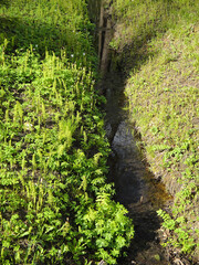 stream in the meadow