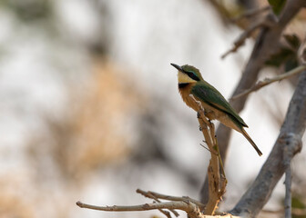 Obraz premium Little bee eater in a tree
