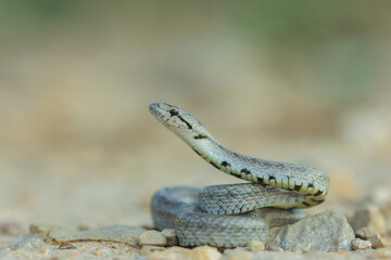 Culebra lisa europea