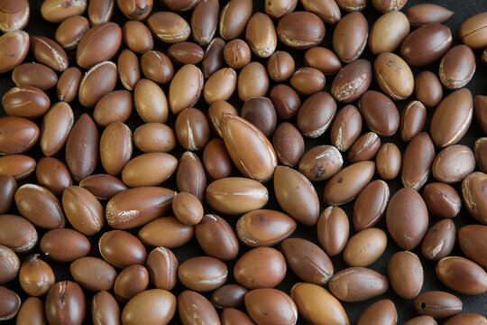 Traditional Moroccan argan nuts. Argan seeds (Argania spinosa). Close up