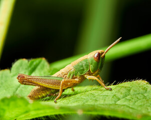 grasshopper on a leaf