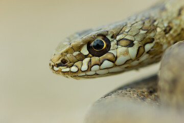Culebra bastarda
