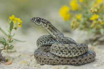 Culebra bastarda