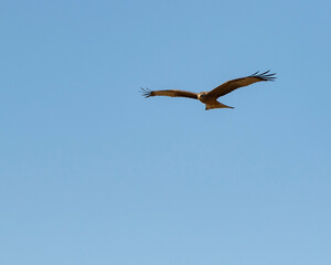 Kite eagle in flight with blue sky