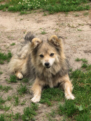 Cute pet on the nature near the house. Homeless poor dog playing on the street and looking at the camera. Stock photo for design