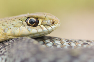 Culebra bastarda