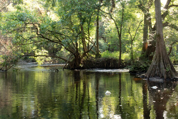 Fototapeta na wymiar Flowing River through the Cypress Woods