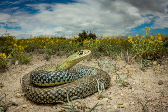 Culebra bastarda