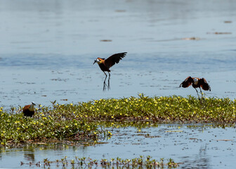 African Jacana about to fly from the river