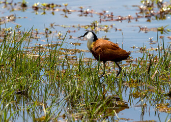 African Jacana in the river