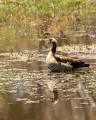 Egyptian Goose in the river