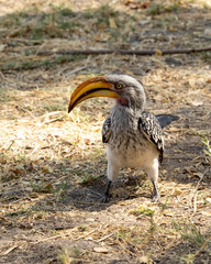 Yellow Billed Hornbill sitting on the ground