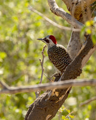Bennetts woodpecker on a tree