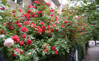 Closeup of rose bush flowers