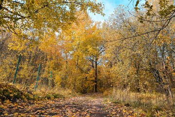 autumn in the forest, park and road
