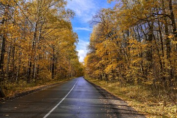 autumn in the forest, park and road