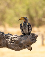Yellow billed Hornbill 
