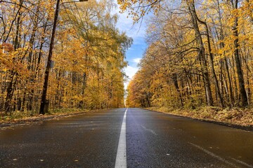 autumn in the forest, park and road