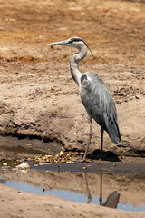 Blue headed heron standing on the edge of the pan
