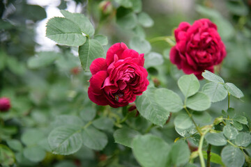 Closeup of rose bush flowers