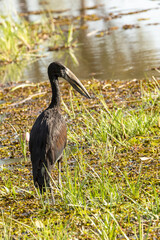 Open billed stork standing by the river