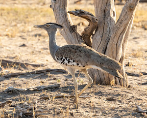 Kori Bustard walking across dirt