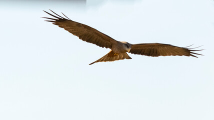hawk kite in full flight