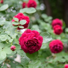 Closeup of rose bush flowers