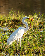egret with little fish in beak