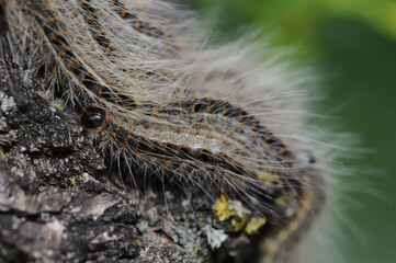 several caterpillars of the oak processionary at an oak tree withs long hairs