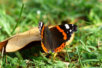 Butterfly on top of the leaf