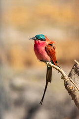 Southern Carmine Bee eater sitting on a branch