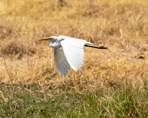 Egret in flight above dry grass