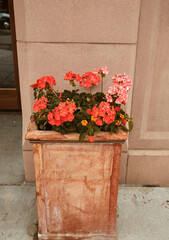 Terra Cotta planter pot filled with a variety of red and pink flowers along Pearl Street Mall.  Boulder, Colorado, USA
