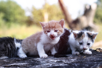 Newborn cats play in nature. A kitten at a young age for the first time in nature without a mother. Beautiful stock background for design.