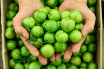 Green cherry plums in the hands of a farmer