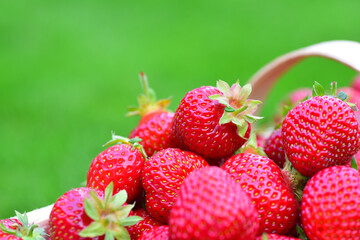 Frische Erdbeeren aus dem Garten