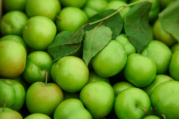Green cherry plums with green leaves