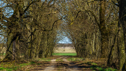 Walkway lane path with green trees in forest. Beautiful alley In park.. Nature concept. Space for text.