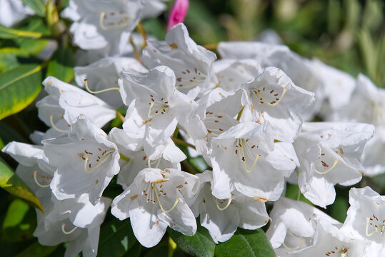 white rhododendrons close-up. Delicate white azalea Rhododendron flowers. Landscape design.