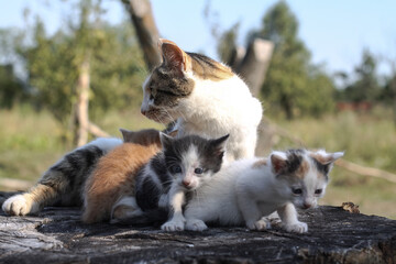 Mom cat with her children kittens. Kitten pet milk on the nature. Pet in the countryside. Stock background for design