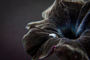 Surfinia flower singularity