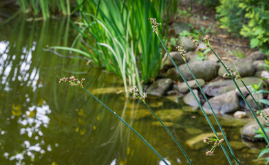 Schoenoplectus lacustris, the lake shore bulrush or common club-rush on blurred stones pond shore. Selective focus on close-up foreground of blooming bulrush.