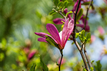 Fully opened Magnolia Susan (Magnolia liliiflora x Magnolia stellata) pink flower with beautiful natural bokeh. Selective focus. Nature concept for spring design