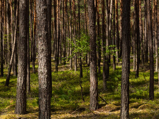 Obraz premium Beautiful landscape of pine forest in sunny day. Nature Wallpaper. The tall trees of the pine trees growing in the old forest.