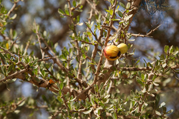 Fruits of Argan tree (Argania spinosa) on the branch. Fresh argan fruits