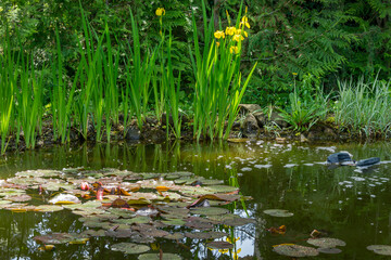 Magical garden pond with blooming water lilies and irises. Plants on shore are reflected in water. Skimmer floats on surface of pond water. Atmosphere of relaxation, tranquility and happiness