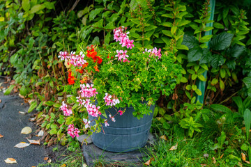 The flower bed in the form of a bucket with red and pink flowers.