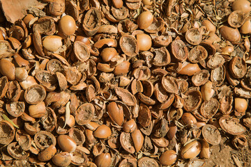Nutshell of Argan tree (Argania spinosa)
